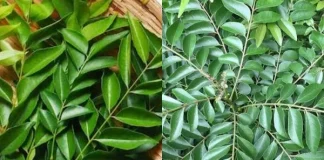 கறிவேப்பிலை கருப்பாகி அழுகிப்போகிறதா? மாதக்கணக்கில் புத்துணர்ச்சியாக வைக்க இந்த எளிய டிப்ஸை ஃபாலோ பண்ணுங்க!